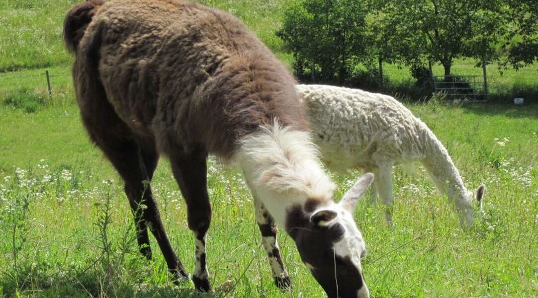 Zwei Lamas grasen auf einer Wiese, eines mit braunem und weißem Fell im Vordergrund und ein weißes im Hintergrund, umgeben von grüner Vegetation und Bäumen.