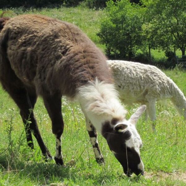 Zwei Lamas grasen auf einer Wiese, eines mit braunem und weißem Fell im Vordergrund und ein weißes im Hintergrund, umgeben von grüner Vegetation und Bäumen.