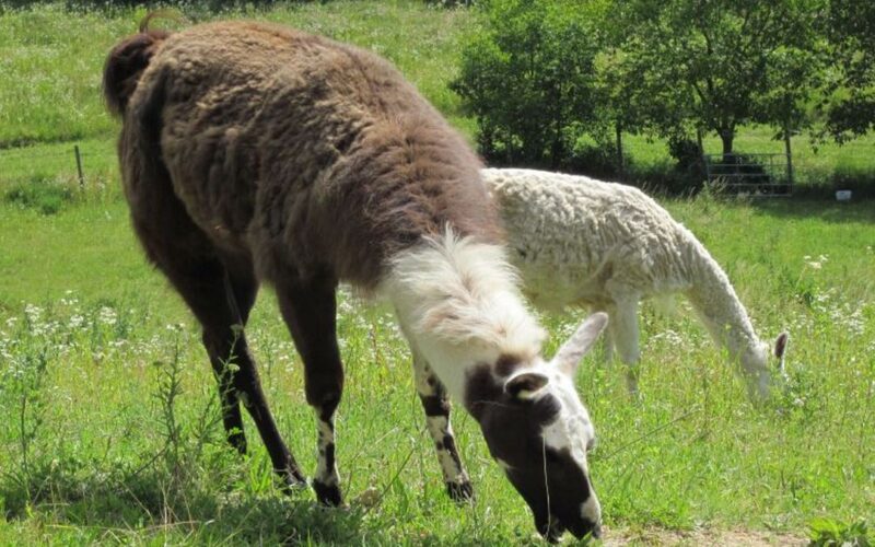 Zwei Lamas grasen auf einer Wiese, eines mit braunem und weißem Fell im Vordergrund und ein weißes im Hintergrund, umgeben von grüner Vegetation und Bäumen.