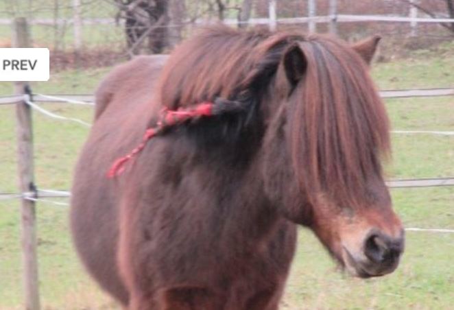 Ein braunes Pony mit einer langen, zotteligen Mähne, die teilweise sein Gesicht bedeckt, steht in einem eingezäunten Außenbereich. Ein Teil seiner Mähne ist mit einer roten Schleife geflochten.