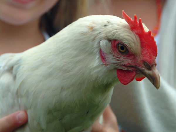 Eine Person hält ein weißes Huhn mit rotem Kamm und Kehllappen; das Huhn ist leicht nach rechts gerichtet.