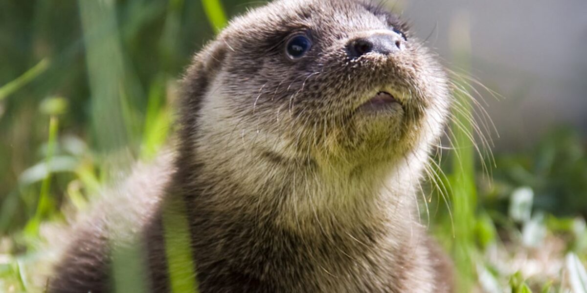Nahaufnahme eines jungen Fischotters, der im Gras sitzt und leicht nach oben schaut, wobei im Hintergrund grünes Laub zu sehen ist.