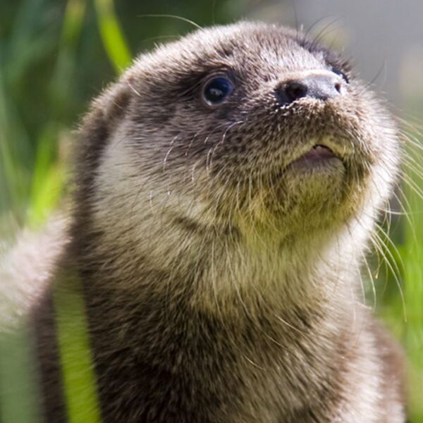 Nahaufnahme eines jungen Fischotters, der im Gras sitzt und leicht nach oben schaut, wobei im Hintergrund grünes Laub zu sehen ist.
