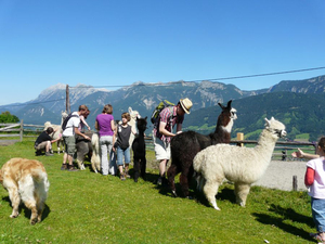 Eine Gruppe von Menschen steht draußen auf einer Wiese und interagiert mit mehreren Alpakas. Im Hintergrund sind Berge und ein klarer blauer Himmel zu sehen.
