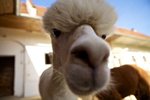 Eine Nahaufnahme eines hellen Alpakas, das im Freien steht. Seine Nase ist deutlich im Vordergrund zu sehen, im Hintergrund sind Gebäude zu sehen.