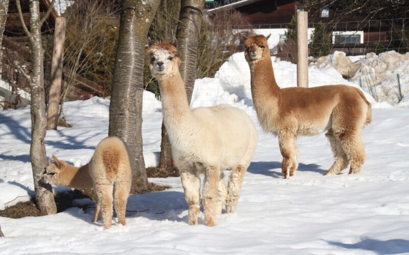 Drei Alpakas stehen in einem verschneiten Außengehege in der Nähe einiger Bäume, im Hintergrund ein Holzgebäude und ein Zaun.