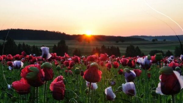 Ein Feld mit roten und weißen Mohnblumen unter der untergehenden Sonne, mit Hügeln und Bäumen in der Ferne im Hintergrund.
