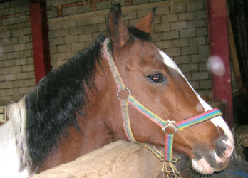 Ein braun-weißes Pferd mit einem regenbogenfarbenen Halfter steht in einem Stall neben einer Betonmauer.