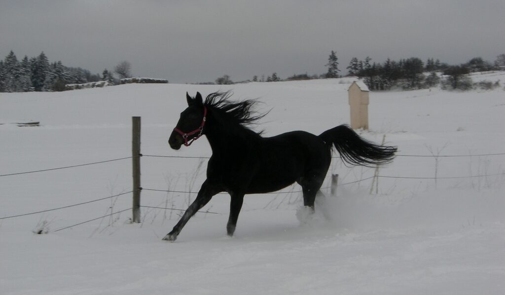 Ein schwarzes Pferd läuft durch ein verschneites Feld in der Nähe eines Drahtzauns. Im Hintergrund sind Bäume und ein kleines Gebäude unter einem bewölkten Himmel zu sehen.