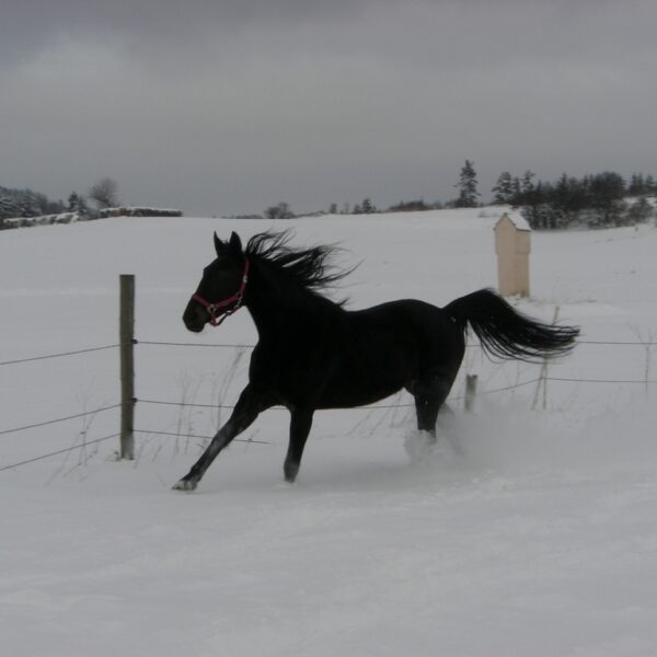 Ein schwarzes Pferd läuft durch ein verschneites Feld in der Nähe eines Drahtzauns. Im Hintergrund sind Bäume und ein kleines Gebäude unter einem bewölkten Himmel zu sehen.