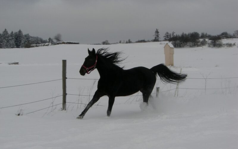 Ein schwarzes Pferd läuft durch ein verschneites Feld in der Nähe eines Drahtzauns. Im Hintergrund sind Bäume und ein kleines Gebäude unter einem bewölkten Himmel zu sehen.