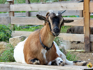 Eine braun-weiße Ziege mit Halsband liegt im Freien vor einem Holzzaun auf dem Boden.