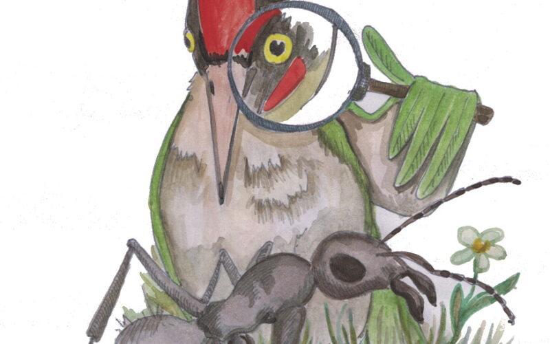 Ein Vogel mit einem Vergrößerungsglas inspiziert eine große Ameise auf dem Boden; im Hintergrund ist eine kleine Blume zu sehen.