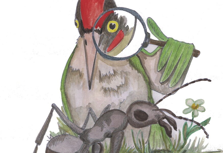 Ein Vogel mit einem Vergrößerungsglas inspiziert eine große Ameise auf dem Boden; im Hintergrund ist eine kleine Blume zu sehen.