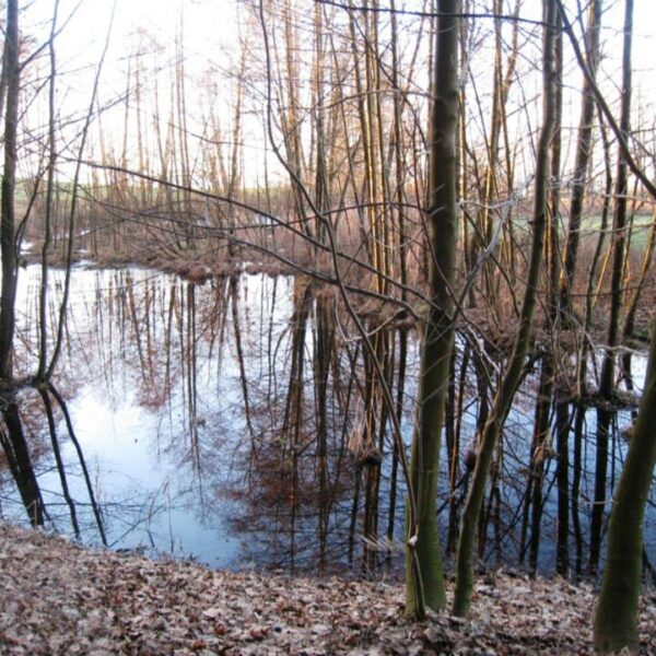 Laubbedeckter Boden und kahle Bäume umgeben einen ruhigen Teich, an einem klaren Tag sind die Spiegelbilder der Bäume im Wasser sichtbar.