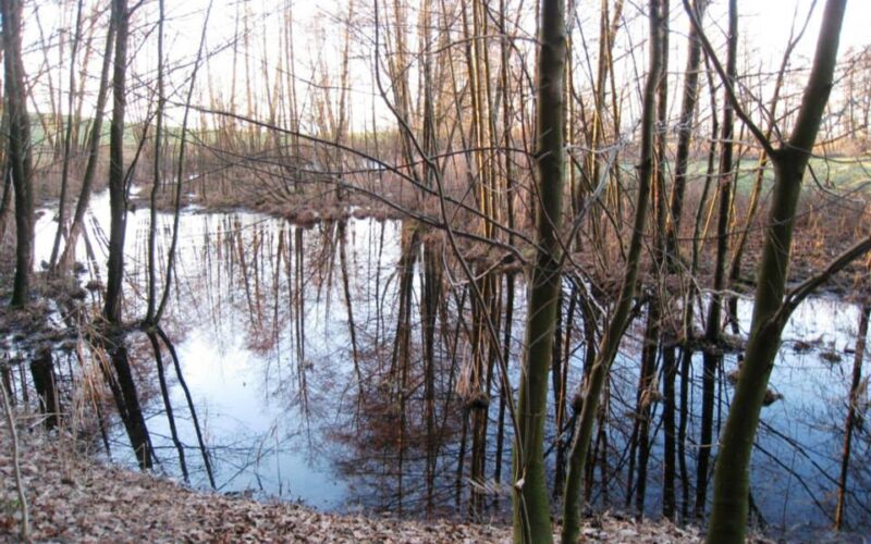 Laubbedeckter Boden und kahle Bäume umgeben einen ruhigen Teich, an einem klaren Tag sind die Spiegelbilder der Bäume im Wasser sichtbar.