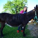 Eine Person steht hinter einem dunkelbraunen Esel, der ein grünes Halfter trägt, im Freien in der Nähe einer Holzkonstruktion mit Gras und Bäumen im Hintergrund.