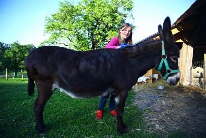 Eine Person steht hinter einem dunkelbraunen Esel, der ein grünes Halfter trägt, im Freien in der Nähe einer Holzkonstruktion mit Gras und Bäumen im Hintergrund.