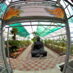 Gewächshaus mit Zitruspflanzen, in der Mitte eine große sitzende Buddha-Statue und darüber ein Schild mit der Aufschrift "Willkommen im Zitrusgarten".