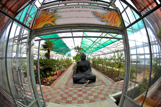 Gewächshaus mit Zitruspflanzen, in der Mitte eine große sitzende Buddha-Statue und darüber ein Schild mit der Aufschrift "Willkommen im Zitrusgarten".