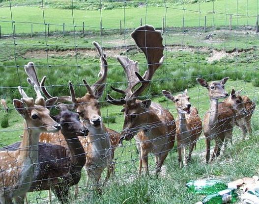 Eine Gruppe Hirsche steht hinter einem Drahtzaun auf einer Wiese. Bei mehreren Hirschen sind große Geweihe zu sehen.