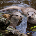Zwei Fischotter schwimmen in der Nähe des Ufers neben einem Baumstamm. Das Logo des Naturparks "Unter WasserReich" ist in der unteren rechten Ecke zu sehen.