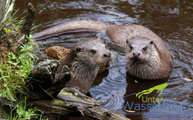 Zwei Fischotter schwimmen in der Nähe des Ufers neben einem Baumstamm. Das Logo des Naturparks "Unter WasserReich" ist in der unteren rechten Ecke zu sehen.