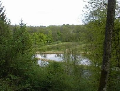 Ein kleiner Teich ist von Bäumen und Grün umgeben, im Hintergrund ist ein Waldgebiet unter einem bewölkten Himmel zu sehen.