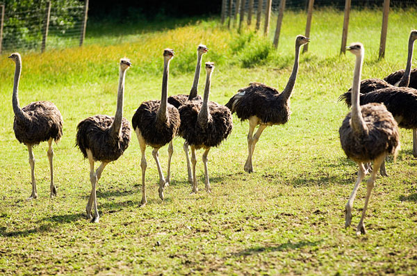 Eine Gruppe von Straußen steht und läuft an einem sonnigen Tag auf einer von einem Drahtzaun umgebenen Wiese.