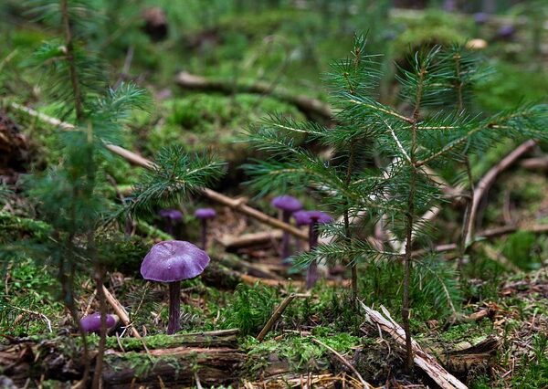 Kleine violette Pilze wachsen zwischen Moos, Zweigen und jungen immergrünen Bäumen auf dem Waldboden.