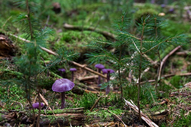 Kleine violette Pilze wachsen zwischen Moos, Zweigen und jungen immergrünen Bäumen auf dem Waldboden.