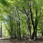Ein unbefestigter Weg führt durch einen Wald mit hohen, grün belaubten Bäumen auf beiden Seiten, durch deren Blätterdach das Sonnenlicht fällt.