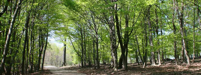 Ein unbefestigter Weg führt durch einen Wald mit hohen, grün belaubten Bäumen auf beiden Seiten, durch deren Blätterdach das Sonnenlicht fällt.