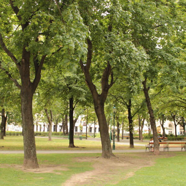 Ein Park mit grünem Gras und hohen Bäumen, im Hintergrund ein Feldweg, Bänke und ein paar sitzende Menschen.