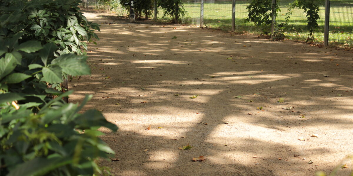 Ein von grünen Pflanzen und einem niedrigen Zaun gesäumter Feldweg führt durch einen sonnendurchfluteten Park mit Bäumen und Gras im Hintergrund.