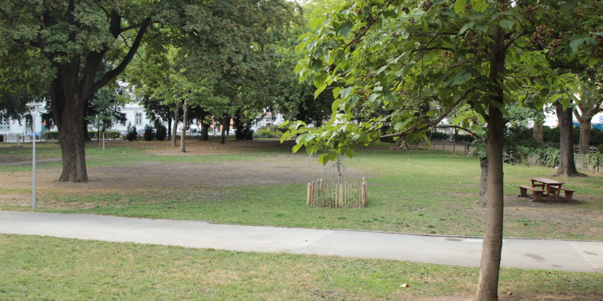 Eine grasbewachsene Parkfläche mit mehreren Bäumen, einem gepflasterten Weg, einem kleinen eingezäunten Setzling und einem hölzernen Picknicktisch im Hintergrund.