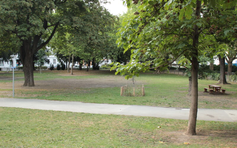 Eine grasbewachsene Parkfläche mit mehreren Bäumen, einem gepflasterten Weg, einem kleinen eingezäunten Setzling und einem hölzernen Picknicktisch im Hintergrund.