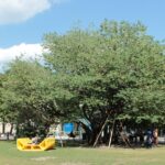 In der Mitte einer Rasenfläche steht ein großer Baum mit einer gelben Bank darunter; im Hintergrund sind historische Gebäude mit roten Dächern unter einem blauen Himmel mit vereinzelten Wolken zu sehen.