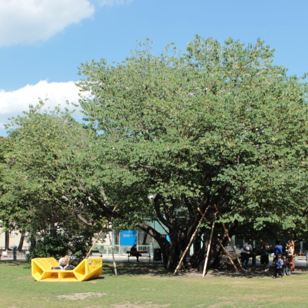 In der Mitte einer Rasenfläche steht ein großer Baum mit einer gelben Bank darunter; im Hintergrund sind historische Gebäude mit roten Dächern unter einem blauen Himmel mit vereinzelten Wolken zu sehen.