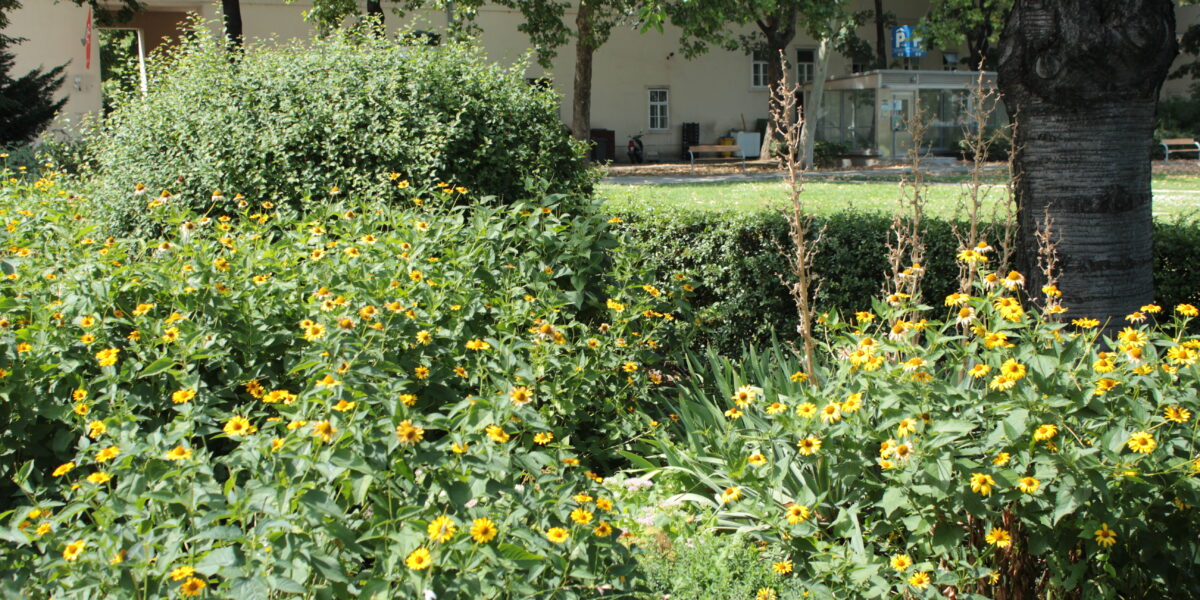 Ein Garten mit Büschen und vielen blühenden gelben Blumen, umgeben von Bäumen und einigen Gebäuden im Hintergrund.