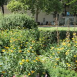 Ein Garten mit Büschen und vielen blühenden gelben Blumen, umgeben von Bäumen und einigen Gebäuden im Hintergrund.