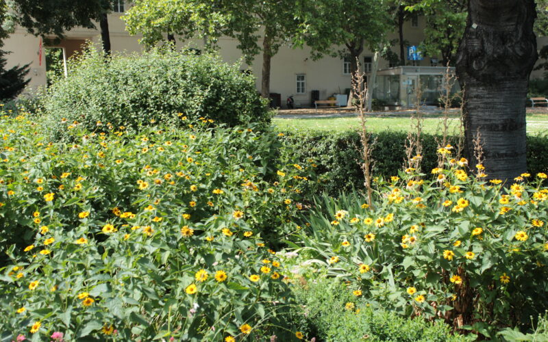 Ein Garten mit Büschen und vielen blühenden gelben Blumen, umgeben von Bäumen und einigen Gebäuden im Hintergrund.