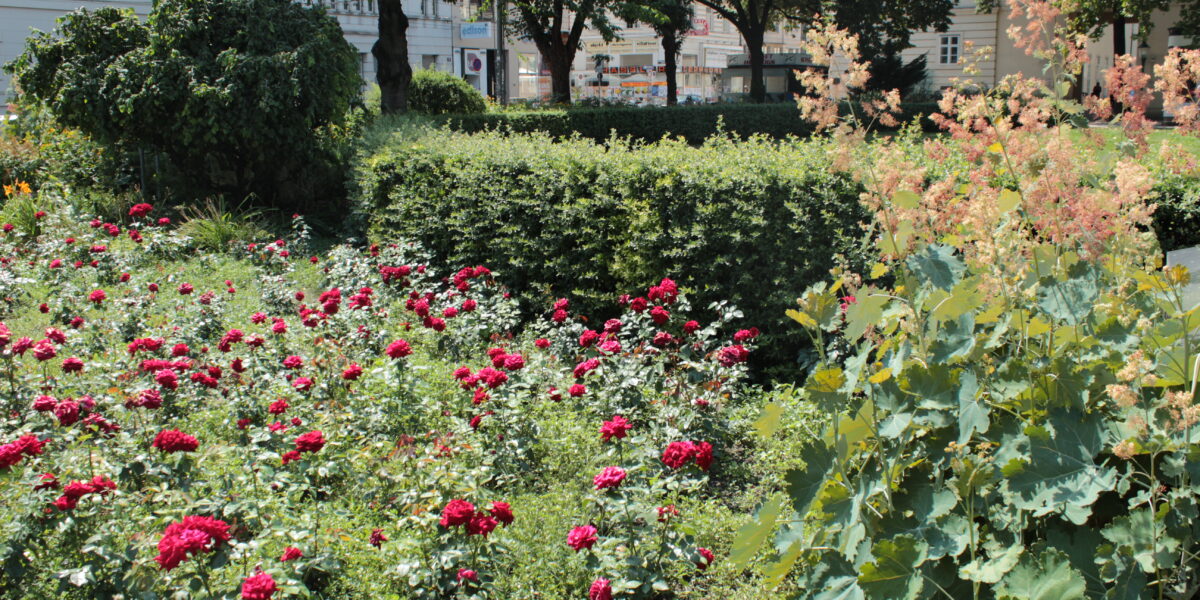 Ein Garten mit blühenden roten Rosen, grünen Sträuchern und verschiedenen Pflanzen, im Hintergrund gesäumt von Bäumen und Gebäuden.