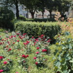 Ein Garten mit blühenden roten Rosen, grünen Sträuchern und verschiedenen Pflanzen, im Hintergrund gesäumt von Bäumen und Gebäuden.