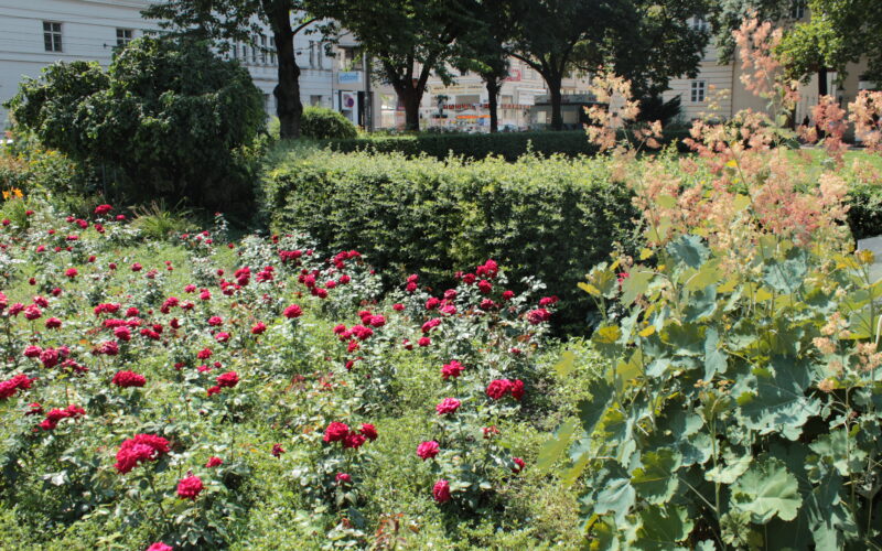 Ein Garten mit blühenden roten Rosen, grünen Sträuchern und verschiedenen Pflanzen, im Hintergrund gesäumt von Bäumen und Gebäuden.