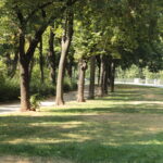 An einem sonnigen Tag säumt eine Baumreihe einen schattigen Gehweg neben einer Rasenfläche und einer Straße.