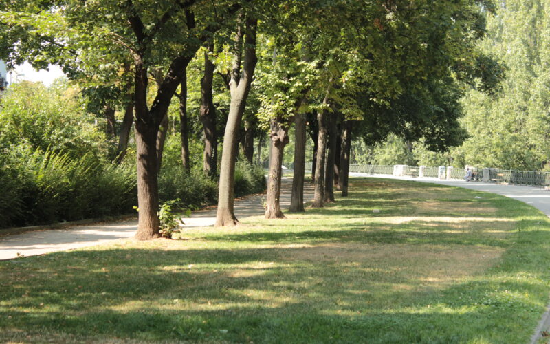 An einem sonnigen Tag säumt eine Baumreihe einen schattigen Gehweg neben einer Rasenfläche und einer Straße.
