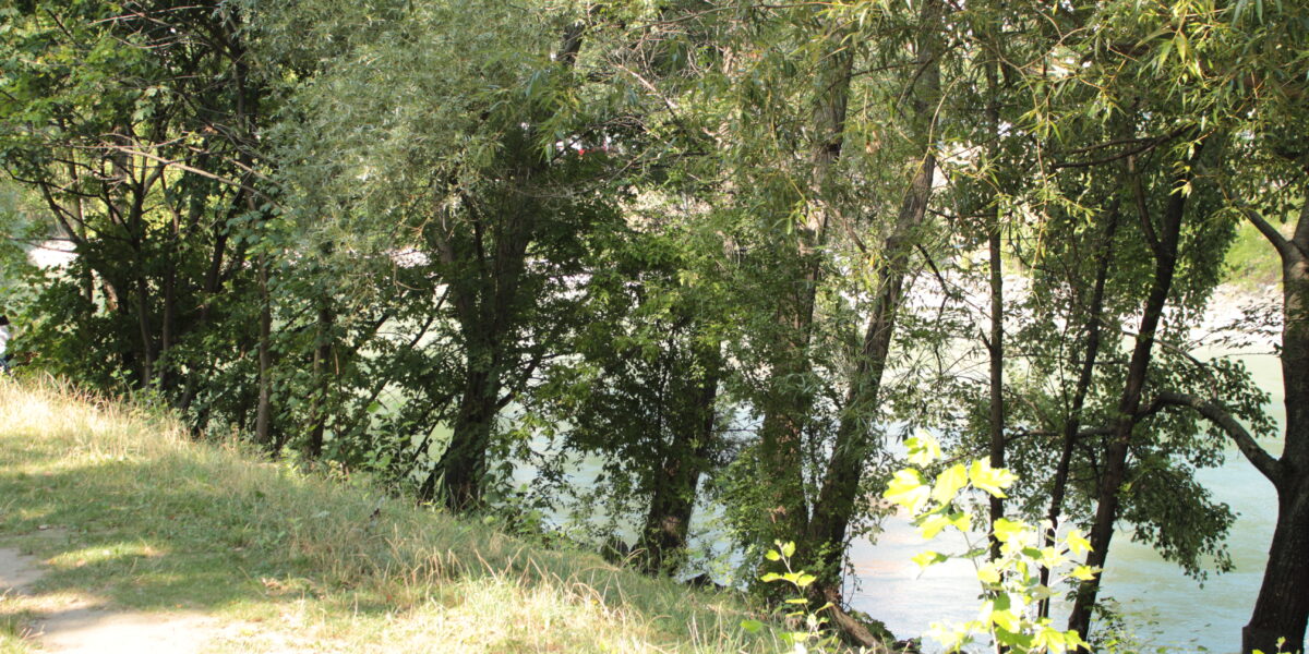 Ein grasbewachsener Pfad verläuft neben einer Reihe von Laubbäumen, im Hintergrund ist durch die Zweige teilweise ein Fluss sichtbar.