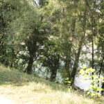 Ein grasbewachsener Pfad verläuft neben einer Reihe von Laubbäumen, im Hintergrund ist durch die Zweige teilweise ein Fluss sichtbar.