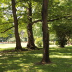 Eine grasbewachsene Parkfläche mit hohen Bäumen, die Schatten spenden, Sonnenlicht, das durch die Blätter fällt, und einem Steindenkmal auf der rechten Seite.